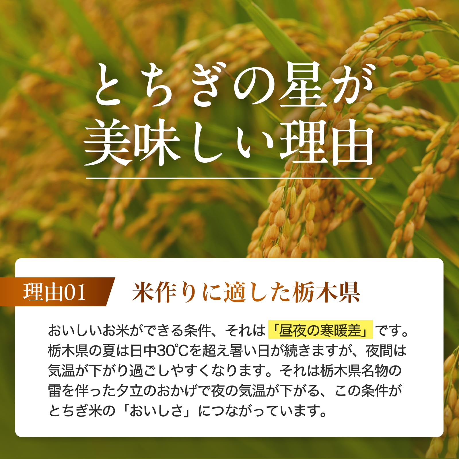Amazon.co.jp: JA佐野 令和7年産 とちぎの星 栃木県産 米 こめ rice